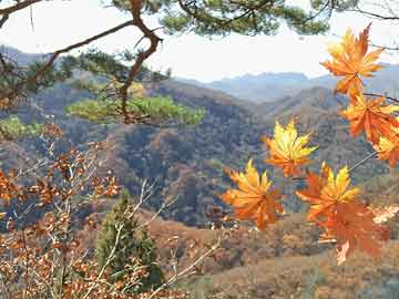 岛遇盘点:真相3大误区,明星上榜理由罕见令人沉沦其中
